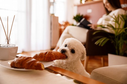 140 Cutest Food Names for Dogs That Will Make You Hungry