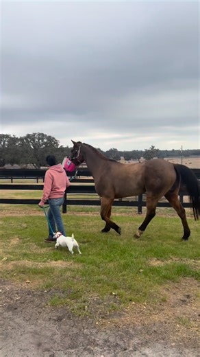 Did you know horses can have asthma? Equine asthma is a chronic inflammatory condition of the lower airways that affects breathing, performance, and overall comfort. It is often triggered by environmental factors such as dust, mold, or poor ventilation, and can range from mild exercise intolerance to significant respiratory effort at rest. Early recognition and proper management are critical, because chronic airway inflammation can progress if left unaddressed. Accurate diagnosis and a targeted 