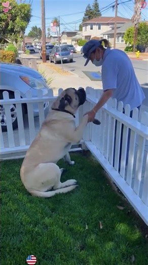 When the postman is your best friend 🐕❤️#dog #postman #Love #USA #doglove