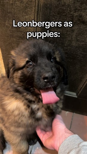 g l i t t e r #leonmoor #leonbergers #dogsoftiktokviral🐶🦮 #trending #giantbreed