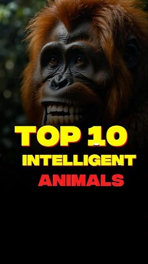 Top 10 Most Intelligent Animals on Earth | Mind-Blowing IQ Rankings!