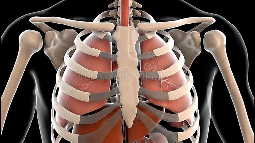 Thoracic Cavity Rib Cage and Lungs Anatomy 3d Medical Animation 4k Uhd Video Stock Video - Video of thorax, skeletal: 401856875