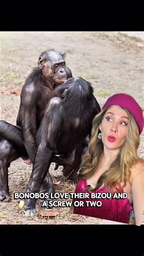 Natalia Reagan on Instagram: "Happy Valentine’s Day to all my amorous apes! if you’ve been following me for a while, you know I LOVE to talk about our closest genetic relatives- bonobos. From their rampant biseggsuality and female dominance, to what it says about humans- bonobo behavior is fascinating. While it is too reductive to use them as a direct model for human behavior, I do think we can learn a lot from their behavior & social systems and perhaps we ought to take a page out of their very