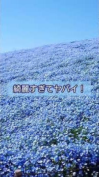 #一度は見たい絶景『青のパノラマ』#ひたち海浜公園