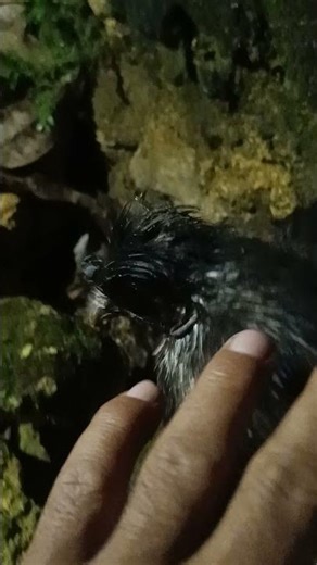 Bearded chickens hatch again #nature