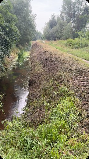 Sommermorgen in Berlin ☔️ #goldenretriever #goldenlove #goldenretrieverdeutschland #goldenretrieverofinstagram #goldenretrievergermany | Tamara Schröder