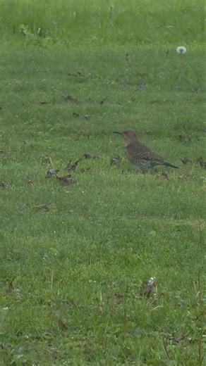 Un tipo de pajaro Carpintero 🥰