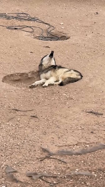 Lucian Calls for Maggie - A Heartbreaking Tribute