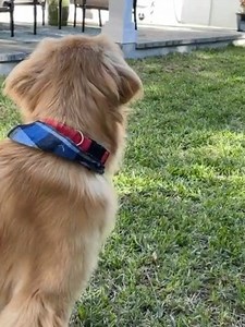 11K views · 1.4K reactions | Brody trying to figure out what season we are doing today. More yo-yo weather through next week with chilly nights and mild days. | FOX 13's Paul Dellegatto | Facebook