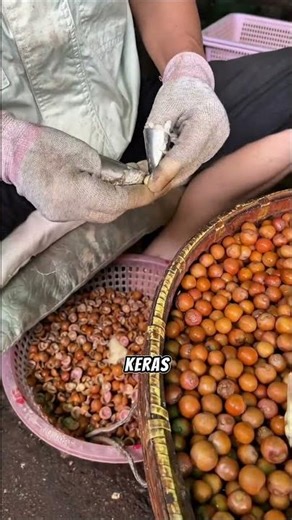 Intip proses panen Euryale ferox di Suzhou!#Agrikultur #EuryaleFerox #PertanianUnik #gardening #fyi