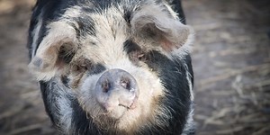 Are Domesticated Pigs As Intelligent As Domesticated Dogs? | Plants And Animals