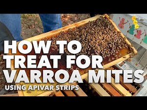 Apivar Varroa Mite Treatment [How to treat your hive for varroa mites] - Advice from a Pro Beekeeper