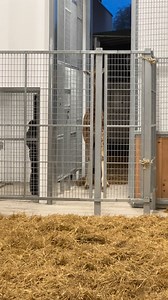 🐾 Pour la première fois depuis 30 ans, les girafes font leur grand retour à Amiens. Débarquement sans encombre hier pour Kirsi, notre nouveau mâle girafe en provenance de Doué-la-Fontaine. 🦒🦒 | Pierre Savreux