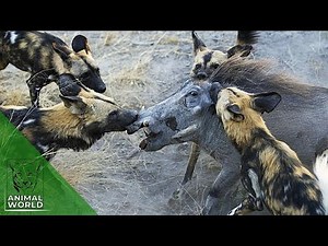 Brutal Hunting Preys Of Wild Dogs | Carmen Informativo