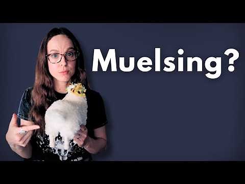 What Mulesing Actually Is (And Why It Exists)
