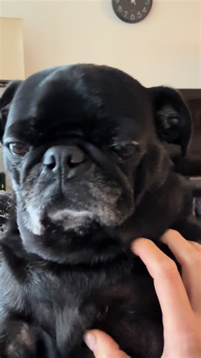 oskar.c.pugsworth on TikTok