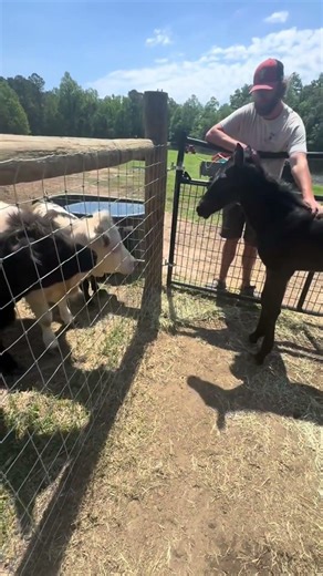 Our new foal Stevie finally met the mini …From curious sniffs to little standoffs, it’s the sweetest