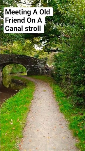 The Giant Redwood | Llangattock Canal. I always stop for an old friend when passing. #crickhowell .
