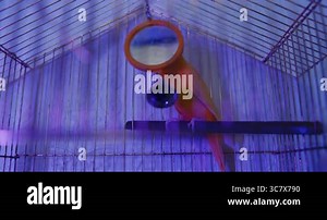 This video showcases a vibrant red parrot in its cage, reflecting on its image in a mirror and interacting with a bell in soft purple lighting Stock Video Footage - Alamy