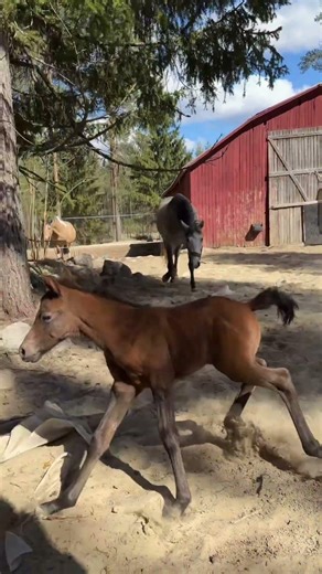 Meidän eka varsa on Venuksen tammavarsa Gaia 😍😍 #varsa #foal #maatila