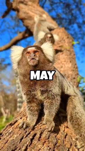 How Animals May Look in the Future #animals #futureanimals #look