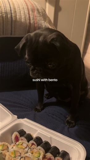 Bento the Pug 🍓 (@pugbentobug)’s video of Sushi
