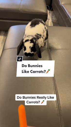 Can Rabbits Eat Carrots? Bunny's Love for Carrots Explained