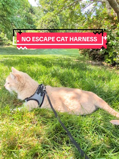Secure No Escape Cat Harness for Safe Outdoor Adventures