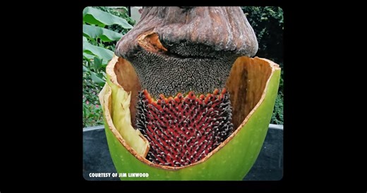 Watch what happens when the world’s tallest flower begins to bloom