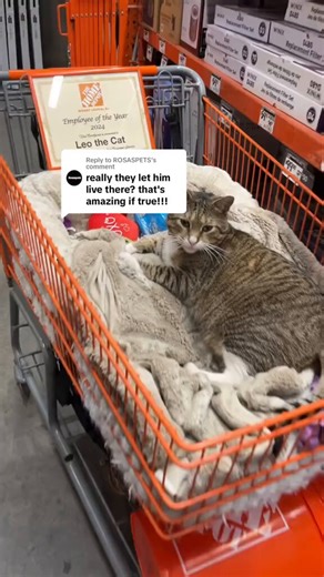 Cat becomes Employee of the Year at hardware store.