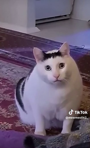 Cat Memes: Hilarious 'Huh?' Expressions