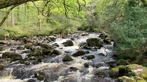 River Plym at Shaugh Prior last April, a bit of Spring cheer, Dartmoor, Devon. | Rachel Burch Westcountry Photography