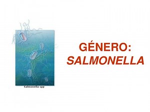GÉNERO: SALMONELLA - SlideServe