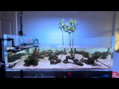Mangrove Tank - 6 month update