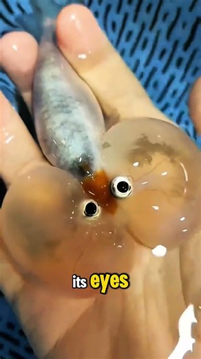 The Goldfish With Balloon Eyes 😳🎈🐠 #shortsfeed