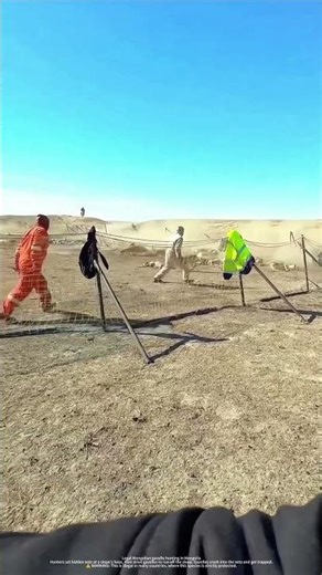 Watch How Smart Hunters Trap Entire Gazelle Herds With This Hidden Slope Net Trick