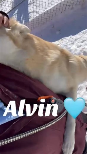 Some of our adoptable dogs located in Athabasca! Please consider adopting one today! #adoptme #adoption #athabasca | Second Chance Animal Rescue Society - Alberta