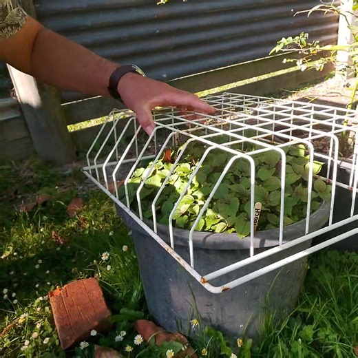 4.8K views · 181 reactions | Thai Basil ready to repot 華 . I will dig...
