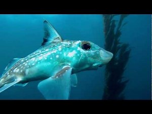 Spotted Ratfish (Hydrolagus colliei)