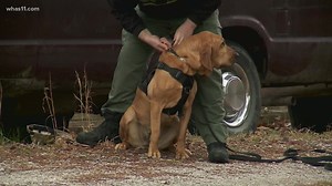 How K9 search and rescue dogs learn their skills