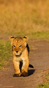 Watch As This Cute Lion Cub Approaches The Camera! #adorable #babyanimals #lioncubs #reelsviralシfb #reelsfacebook #reelschallenge #reelsvideoシ #reelstrending #cute #cuteanimals | Lifeandnature.photo