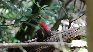 31K views · 1.6K reactions | Yum! Bugs! Did you know? To get all those tasty bugs out of a log, pileated woodpeckers and other species are capable of pecking with 15 times the force that causes a human concussion. NPS video by A. Bate Video description: A male pileated woodpecker (black and white with a red crest) pecks on a fallen log | Great Smoky Mountains National Park | Facebook