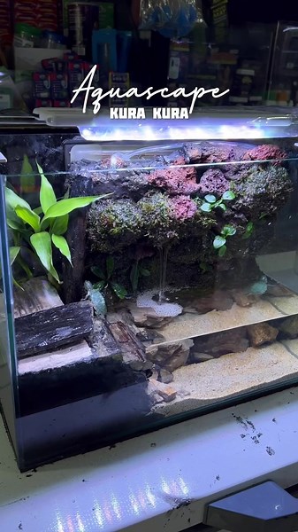 Aquarium Setup Kura-Kura by Seiko Aquascape - Pekanbaru, Riau