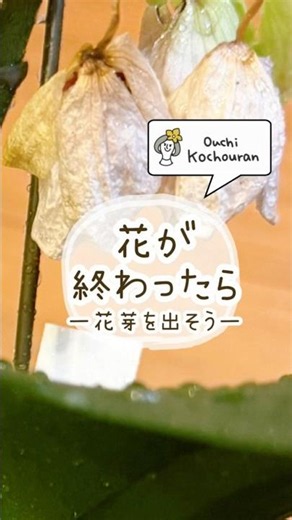胡蝶蘭の花が終わったら 一次の花を咲かせよう一