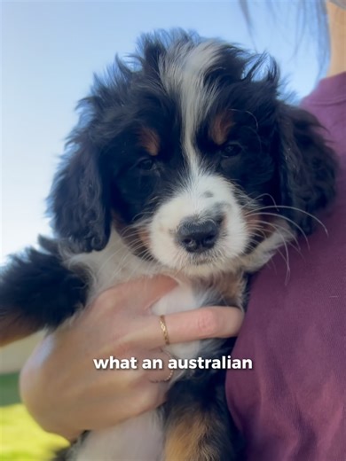 The Australian Mountain Doodle: The Ultimate Doodle Breed