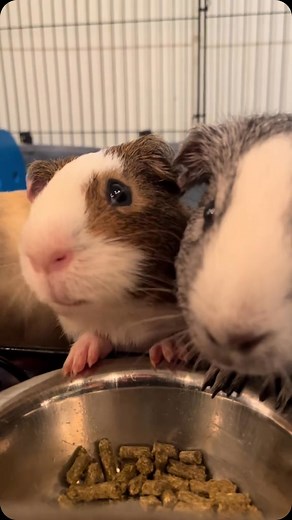 208 reactions | Guinea pig gossip  Video: @plantmamas6 | Tik Tok #guineapigs #guineapig #guineapigsof_ig #guineapiggies #guineapigsofinsta #piggies #piggielove #guineapiglovers #guineapiglove #funny #cute #funnyanimals #cuteanimals #voiceovers #pets | Guinea Pig Cage Company | Facebook