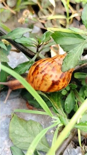 Snail life creeps in the wild