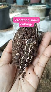 Rooted small bougainvilllea #plantitafeels #bougainvillealovers #niceandslow #plantingideas #hobby #fulfillment #grateful | Josie C. Bugarin
