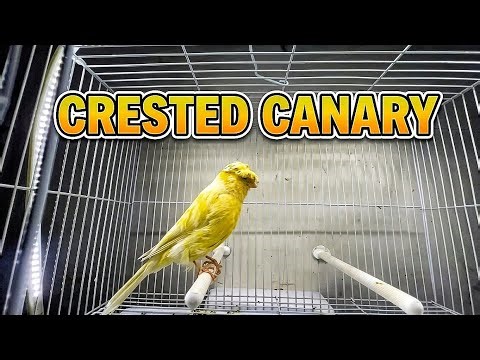 Crested Canary Bird - Unique Look and Amazing Personality 👑🦜