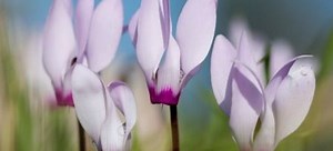 Growing and Caring for Cyclamen | DoItYourself.com